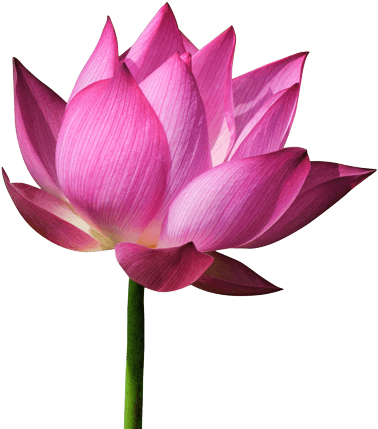 A pink lotus flower.